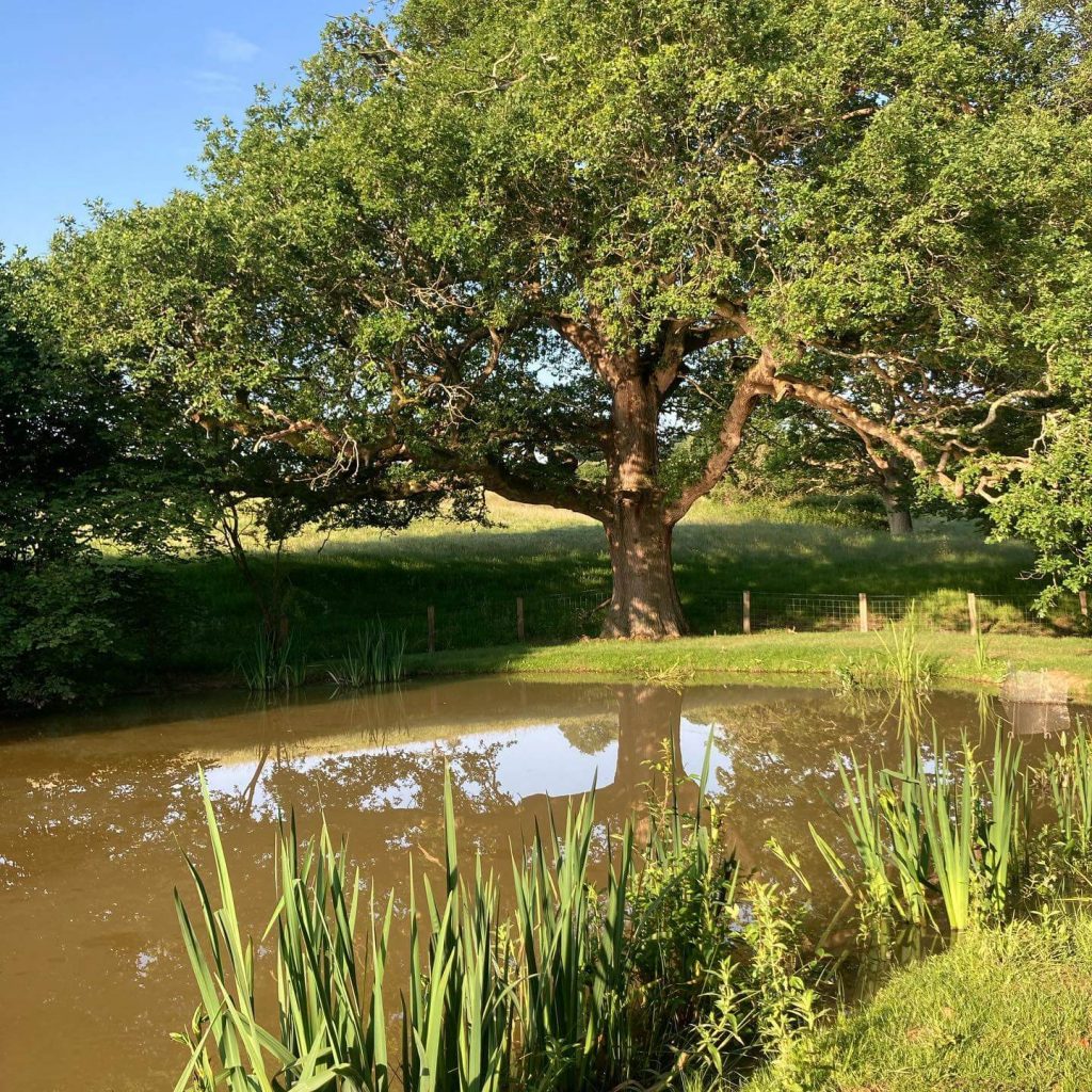 Framfield Park Fishery